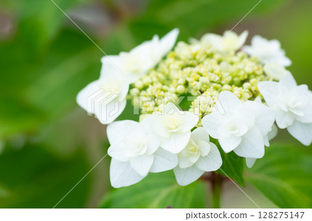Hydrangea (dancing snow) Hydrangea (dancing snow) 128275147