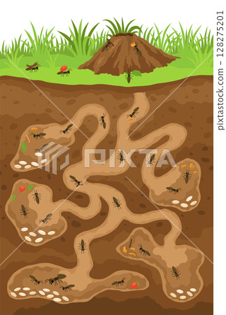 An anthill. Ants in burrows and passages underground with queen uterus, larvae, make stocks, a slice of the earth of the anthill. Vector drawn illustration. 128275201
