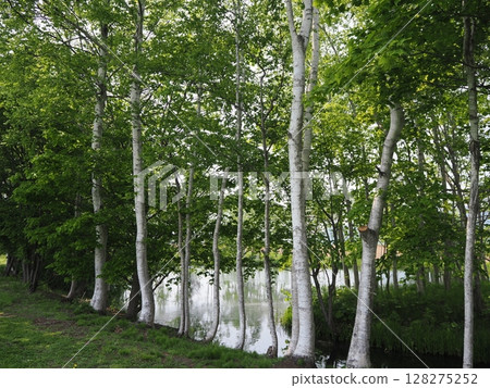 The refreshing scenery of Yotei Sugatami Pond The refreshing scenery of Yotei Sugatami Pond 128275252