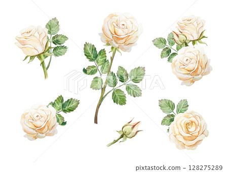 Beautiful peach roses. Set of pastel flowers and green leaves. Hand drawn watercolor illustration isolated on white. Greeting cards, save the date, valentines day, wedding invitations, labels, covers. Beautiful peach roses. Set of pastel flowers and green leaves. Hand drawn watercolor illustration isolated on white. Greeting cards, save the date, valentines day, wedding invitations, labels, covers. 128275289