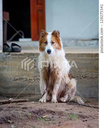A loyal and cheerful Thai Bangkaew dog with fluffy white and brown fur. A loyal and cheerful Thai Bangkaew dog with fluffy white and brown fur. 128275341