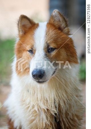 A loyal and cheerful Thai Bangkaew dog with fluffy white and brown fur. 128275366