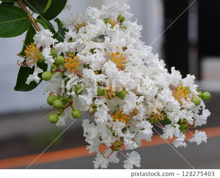 映襯藍天的紫薇花、白色的紫薇花、紫薇、紫薇、百日紅 128275403