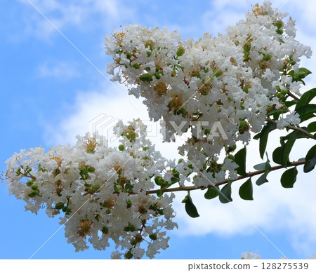 映襯藍天的紫薇花、白色的紫薇花、紫薇、紫薇、百日紅 128275539