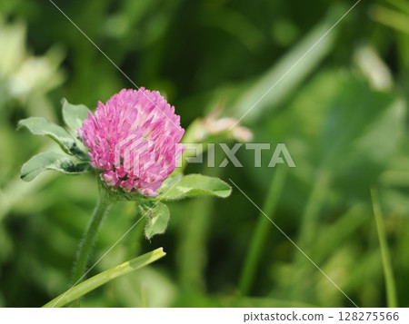 漂亮的紫三葉草花 128275566