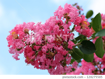 紫薇花映襯著藍天,粉紅色,紫薇,紫薇,百日子 紫薇花映襯著藍天,粉紅色,紫薇,紫薇,百日子 128275585