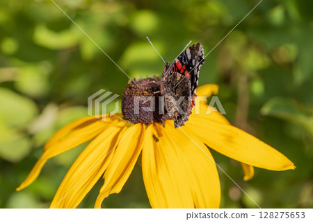 Butterfly Peacock Eye sits on a yellow rudbeckia flower Butterfly Peacock Eye sits on a yellow rudbeckia flower 128275653