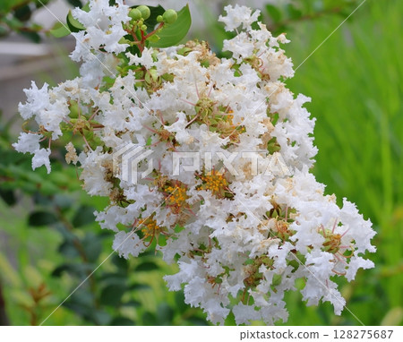 映襯藍天的紫薇花、白色的紫薇花、紫薇、紫薇、百日紅 128275687