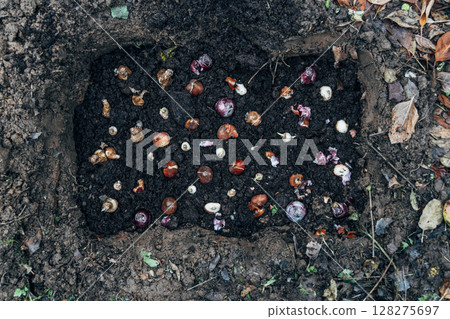 Preparation for spring planting of tulip bulbs in a flower garden. Planting tulip bulbs in the ground in the fall in your garden. 128275697