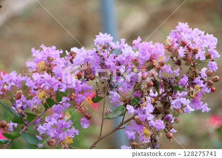 Purple Crape Myrtle Flowers Shining Against the Blue Sky Purple Crape Myrtle Flowers Shining Against the Blue Sky 128275741