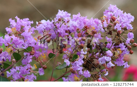 紫薇花映襯著藍天，紫色，紫薇，紫薇，繡球花 128275744