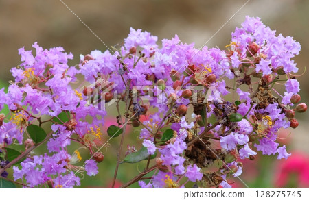 Purple Crape Myrtle Flowers Shining Against the Blue Sky 128275745