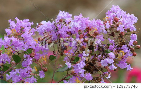 紫薇花映襯著藍天，紫色，紫薇，紫薇，繡球花 128275746