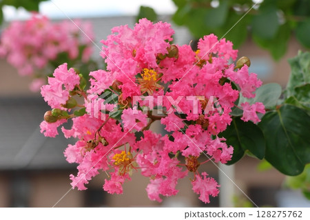 紫薇花映襯著藍天,粉紅色,紫薇,紫薇,百日子 紫薇花映襯著藍天,粉紅色,紫薇,紫薇,百日子 128275762