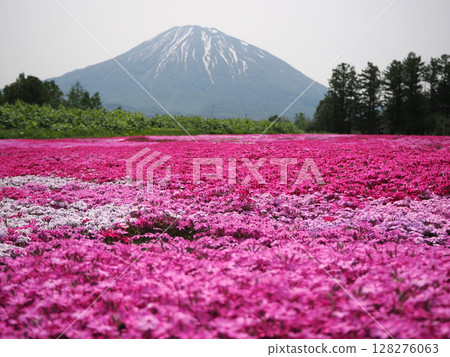 羊蹄山和芝櫻花田 羊蹄山和芝櫻花田 128276063
