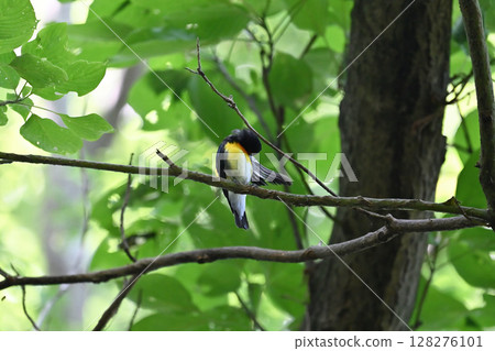 色彩鮮豔的野鳥－水仙霸鶲（雄性） 128276101
