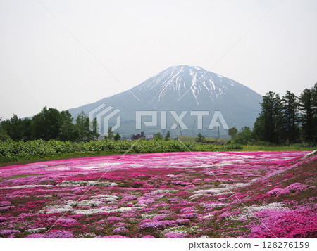 羊蹄山和芝櫻花田 羊蹄山和芝櫻花田 128276159