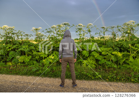 Man near Giant Hogweed Sosnowski plant. Heracleum manteggazzianum growing in the field Man near Giant Hogweed Sosnowski plant. Heracleum manteggazzianum growing in the field 128276366