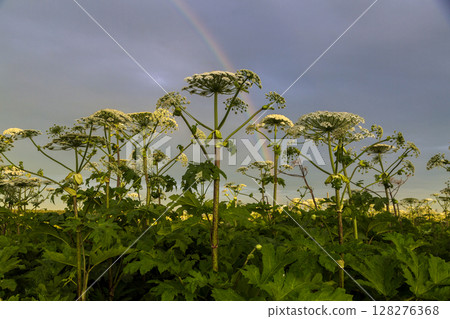 Sosnowsky's hogweed Heracleum sosnowskyi dangerous invasive plant 128276368