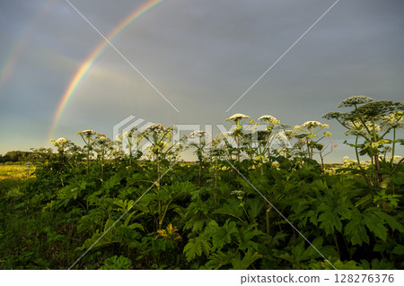 Sosnowsky's hogweed Heracleum sosnowskyi is a dangerous invasive plant. Rainbow on the hogweed field 128276376