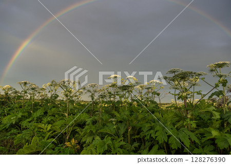Sosnowsky's hogweed Heracleum sosnowskyi is a dangerous invasive plant. Rainbow on the hogweed field 128276390