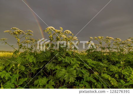 Sosnowsky's hogweed Heracleum sosnowskyi dangerous invasive plant 128276391