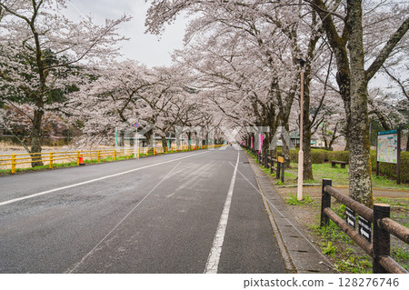 島田市川根町新櫻花隧道的風景（靜岡縣） 128276746