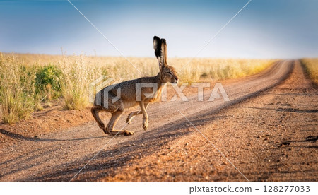 Iberian Hare Amidst Golden Fields in Castilla La Mancha, Spain at Dusk A Serene and Radiant Scene Showcasing the Timeless Beauty of Nature Iberian Hare Amidst Golden Fields in Castilla La Mancha, Spain at Dusk A Serene and Radiant Scene Showcasing the Timeless Beauty of Nature 128277033