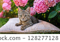 Tranquil Moments in the Pink Hydrangea Garden A Tabby Kitten Basking in Serene Blossoms, Embracing the Warmth of a Pillow amidst the Delicate Bloom 128277128