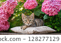 Blooming Pink Hydrangea Garden Haven A Tranquil Moment with a Cuddly Tabby Kitten, Bathed in Soft Light 128277129