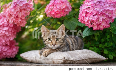 Blooming Pink Hydrangea Garden Haven A Tranquil Moment with a Cuddly Tabby Kitten, Bathed in Soft Light 128277129