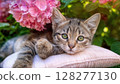 Peaceful Afternoon in a Pink Hydrangea Bush Adorable Tabby Kitten Resting on a Plush Pillow Amidst Blooming Flowers, Creating an Idyllic Garden Scene 128277130