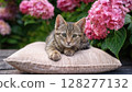Blooming Pink Hydrangeas Embrace a Dreamy Tabby Kitten in a Serene Garden Setting, Capturing the Perfect Moment of Relaxation and Natural Beauty. 128277132