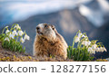 A Delightful Springtime Moment A Marmot Grazing Among Snowdrop Blossoms, Basking in a Mellow Light, Evoking Tranquility and Grace. 128277156