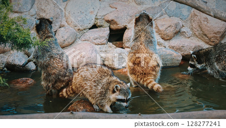 Four raccoons exploring their natural environment together. 128277241