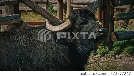 Majestic black buffalo with strong horns against wooden fence 128277247