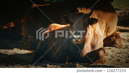 A European Bison Or Bison Bonasus, Also Known As Wisent Or European Wood Bison In Autumn Forest. Bison lying rests peacefully 128277255