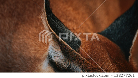 Intimate look at caracal's ear showcasing unique features 128277261