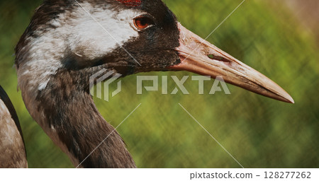 Close-up of Crane Highlighting Unique Features 128277262