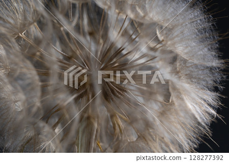 Close-up View of Tragopogon Flower Head Revealing Intricate Seed Structures Close-up View of Tragopogon Flower Head Revealing Intricate Seed Structures 128277392