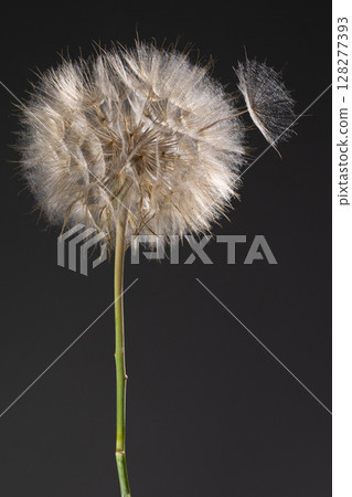 Fluffy Tragopogon Dandelion Dispersing Seeds Against a Dark Background Fluffy Tragopogon Dandelion Dispersing Seeds Against a Dark Background 128277393