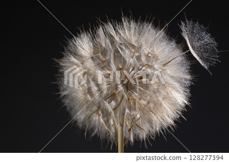Dandelion Seed Head Showcasing the Delicate Structure of Tragopogon in Nature Dandelion Seed Head Showcasing the Delicate Structure of Tragopogon in Nature 128277394