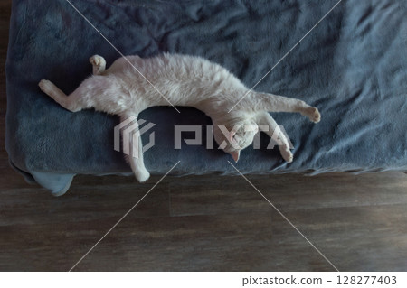 Cat Relaxing in a Cozy Living Room, Stretching on a Soft Couch During Afternoon Sunlight 128277403