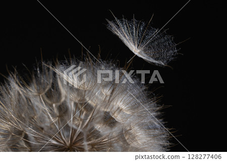 Delicate Tragopogon Seed Dispersal Under Dark Background Delicate Tragopogon Seed Dispersal Under Dark Background 128277406