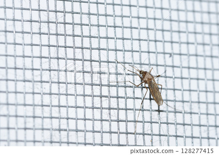 Mosquito Resting on a Fine Mesh Screen in a Domestic Setting During Daylight Hours Mosquito Resting on a Fine Mesh Screen in a Domestic Setting During Daylight Hours 128277415