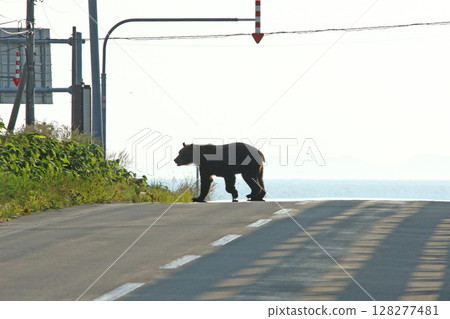 一隻棕熊正在過馬路 128277481