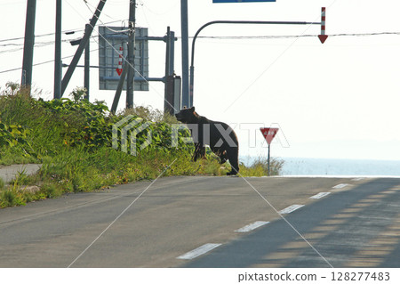 A brown bear crossing the road 128277483