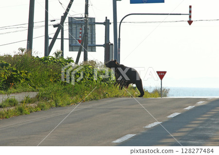 一隻棕熊正在過馬路 一隻棕熊正在過馬路 128277484
