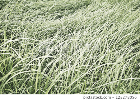 Real photograph made by hand natural organic grassland meadow rural outdoor textured background 128278056