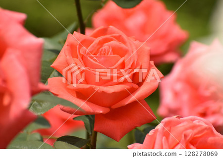 Orange-red spring roses 128278069